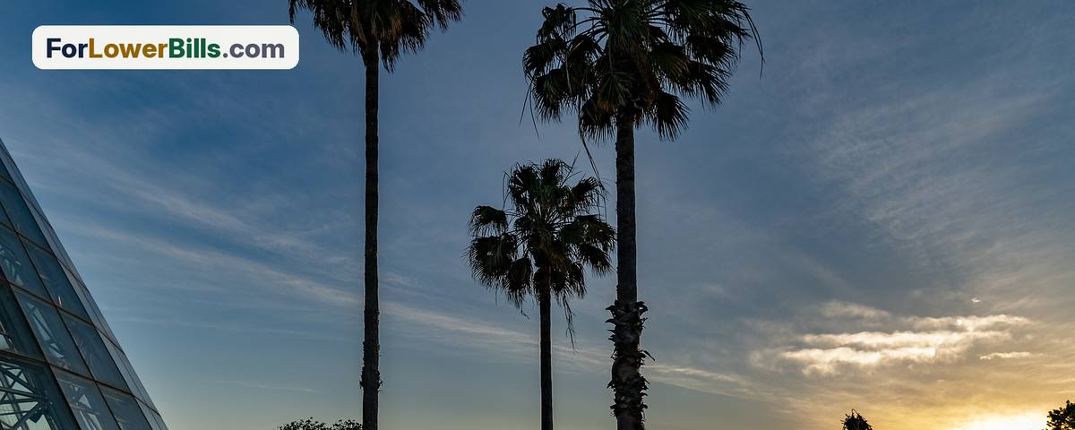 Palm trees at sunset
